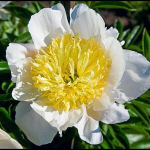 HONEY GOLD PEONY
