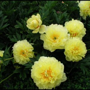 BARTZELLA ITOH PEONY