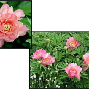 JULIA ROSE ITOH PEONY