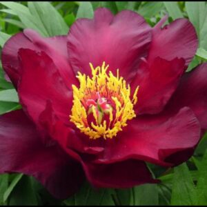 SCARLET HEAVEN ITOH PEONY