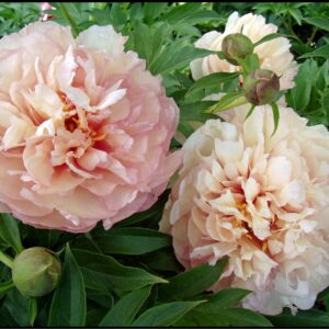 SCRUMDIDDLYUMPTIOUS ITOH PEONY