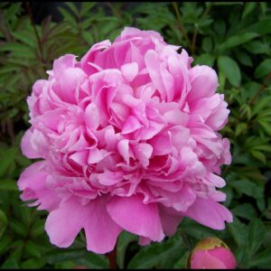 MONSIEUR JULES ELIE PEONY