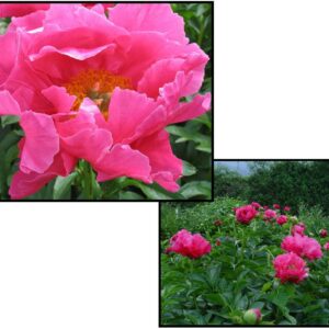 PAULA FAY PEONY