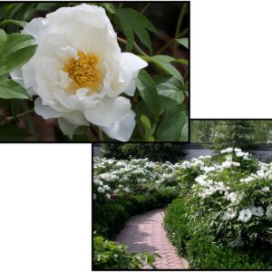 TREE PEONY WHITE