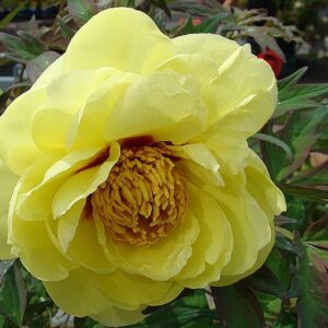 TREE PEONY YELLOW