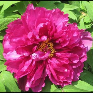 TREE PEONY PURPLE