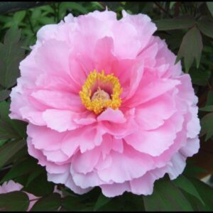 TREE PEONY PINK