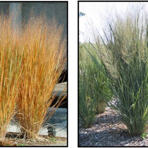 NORTHWIND SWITCH GRASS
