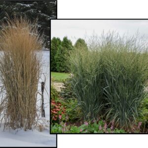 TOTEM POLE SWITCH GRASS