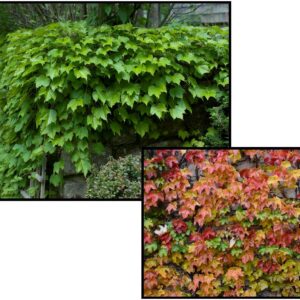 BOSTON IVY