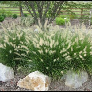 DWARF FOUNTAIN GRASS