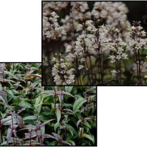 HUSKER RED BEARDTONGUE