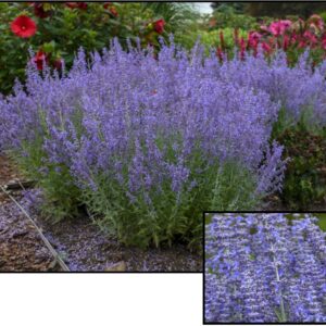DENIM-N-LACE RUSSIAN SAGE