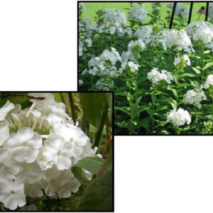 DAVID GARDEN PHLOX