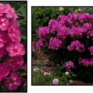BUBBLEGUM PINK PHLOX