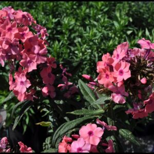 CORAL CREME DROP PHLOX