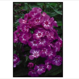 GRAPE LOLLIPOP PHLOX