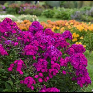 ULTRAVIOLET PHLOX