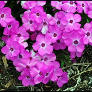 PINK PROFUSION PHLOX