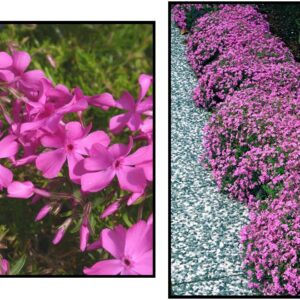 EMERALD PINK CREEPING PHLOX