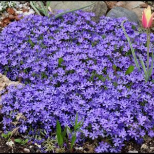 VIOLET PINWHEELS PHLOX