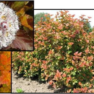 AMBER JUBILEE™ NINEBARK