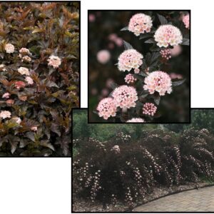 PETITE PLUM® NINEBARK