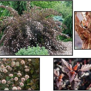 SUMMER WINE® NINEBARK