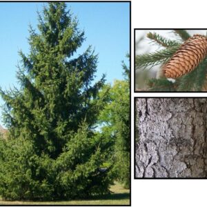 NORWAY SPRUCE