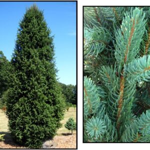 COLUMNAR NORWAY SPRUCE
