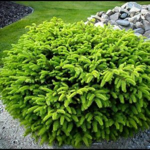 BIRDS NEST SPRUCE
