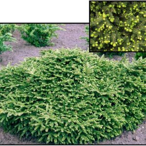 DWARF NORWAY SPRUCE