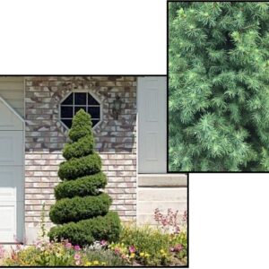 DWARF ALBERTA SPRUCE SPIRAL