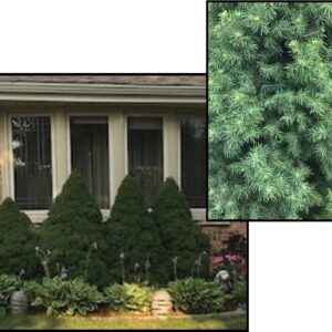 DWARF ALBERTA SPRUCE