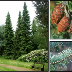SERBIAN SPRUCE