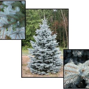 BABY BLUE COLORADO SPRUCE