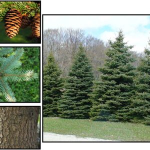 COLORADO GREEN SPRUCE