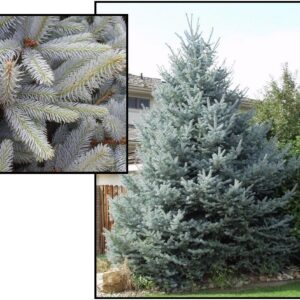 FAT ALBERT BLUE SPRUCE
