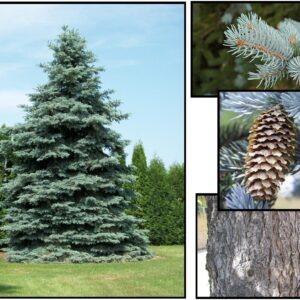 COLORADO BLUE SPRUCE
