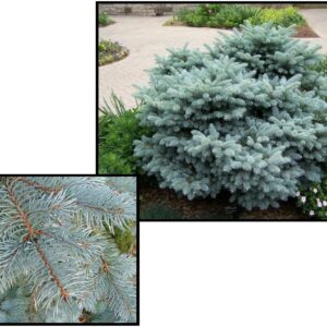 GLOBE BLUE SPRUCE
