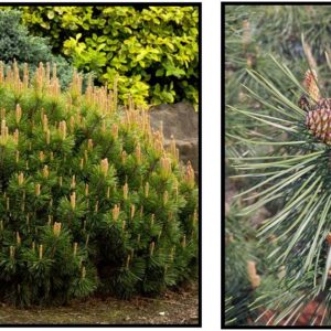 DWARF MUGO PINE