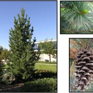 VANDERWOLF LIMBER PINE