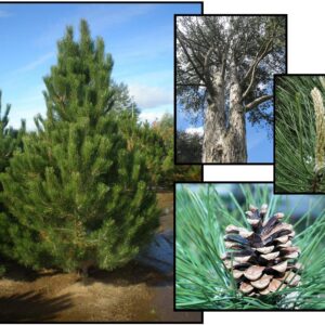 AUSTRIAN PINE
