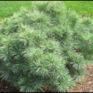 DWARF WHITE PINE – BLUE SHAG