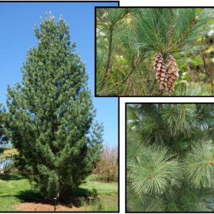 COLUMNAR WHITE PINE