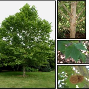 EXCLAMATION PLANETREE