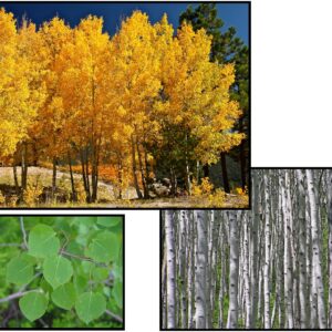 QUAKING ASPEN