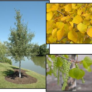 PRAIRIE GOLD ASPEN