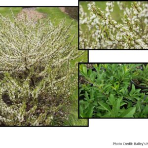 JADE PARADE® SAND CHERRY