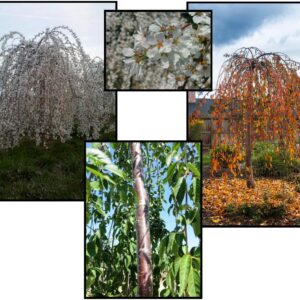 SNOW FOUNTAINS WEEPING CHERRY